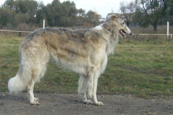 Yastreb iz Razdolia